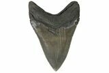 Serrated, Fossil Megalodon Tooth - Glossy Enamel #180980-2